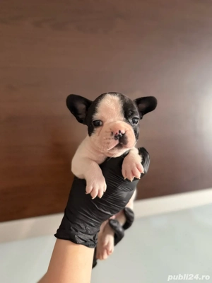Catei Bulldog Francez