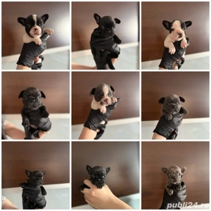 Catei Bulldog Francez - imagine 2