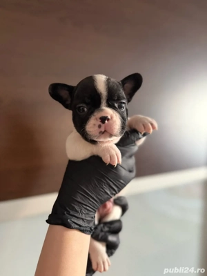 Catei Bulldog Francez - imagine 5