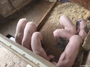 Vând 2 purcei rasa de carne - imagine 3