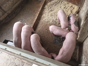 Vând 2 purcei rasa de carne - imagine 4