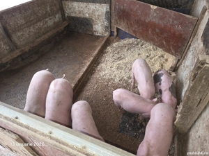 Vând 2 purcei rasa de carne - imagine 2