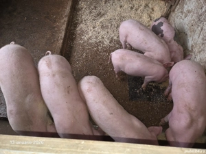 Vând 2 purcei rasa de carne - imagine 5