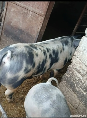 vând porci 