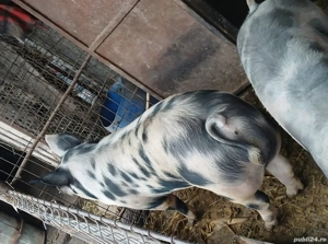 vând porci  - imagine 4