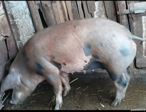 vând porci  - imagine 2