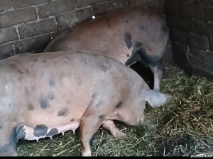 vând porci  - imagine 3