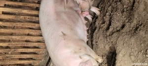 Vând urgent scrofiță gestantă  - imagine 2