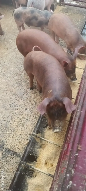 vând șoldanei  - imagine 2