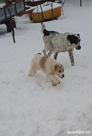 Femele Ciobanesc de Asia Centrala