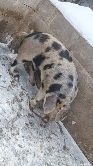 vând scrofița  - imagine 2