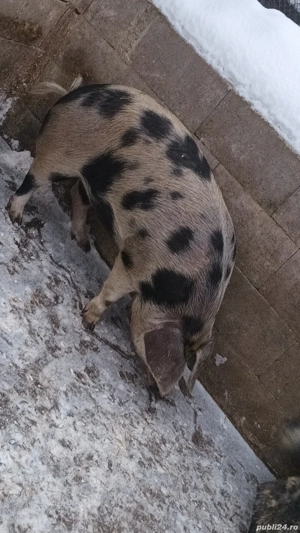 vând scrofița  - imagine 3