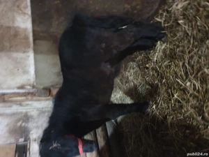 ponei tineri de vanzare  - imagine 5