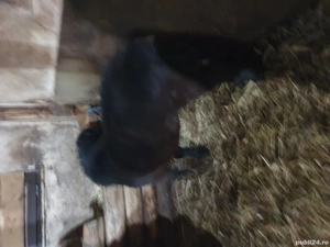 ponei tineri de vanzare 