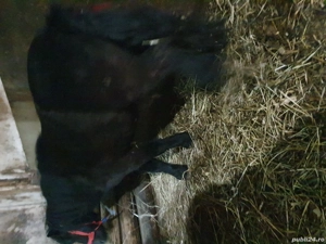 ponei tineri de vanzare  - imagine 4