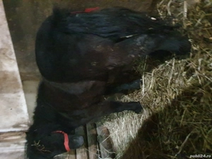 ponei tineri de vanzare  - imagine 2