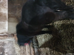 ponei tineri de vanzare  - imagine 3