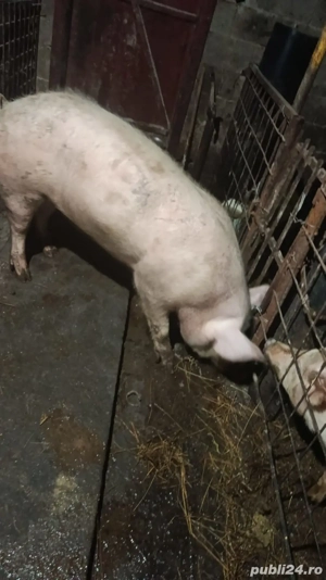 porc de carne  - imagine 3