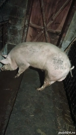 porc de carne  - imagine 2