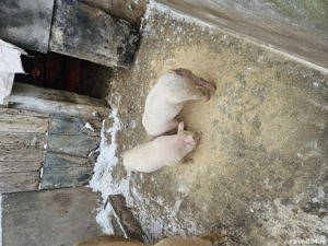 purcei 9 sapt 3 scrofite - imagine 2