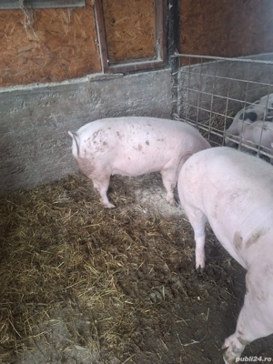 Vand scroafa gestanta - imagine 2