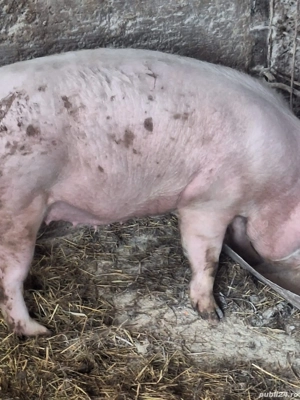 Vand scroafa gestanta - imagine 4