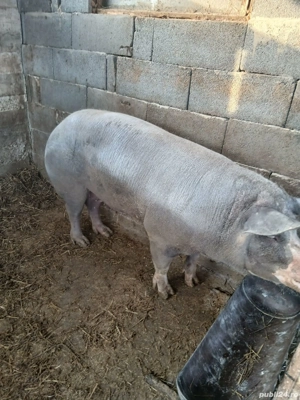 Scroafa montata aprox.200kg