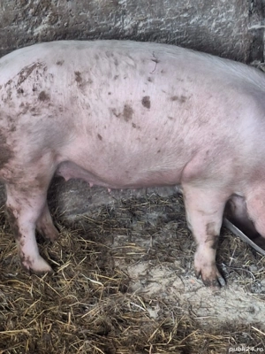 Vand scroafa gestanta - imagine 3