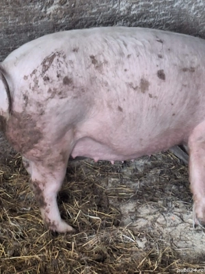 Vand scroafa gestanta - imagine 5