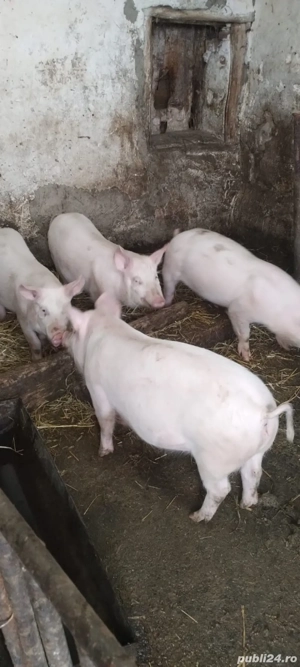 Vând purcei de carne PIC