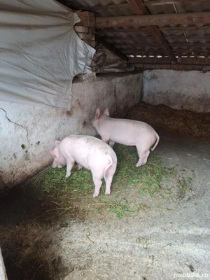 Porc marele Alb - imagine 2