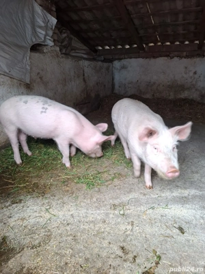 Porc marele Alb - imagine 3