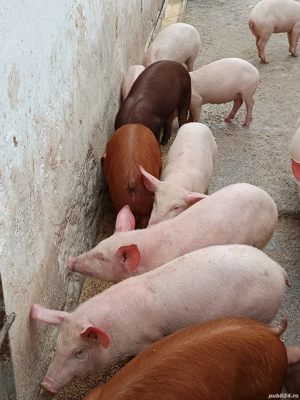 Purcei duroc si landrace - imagine 2