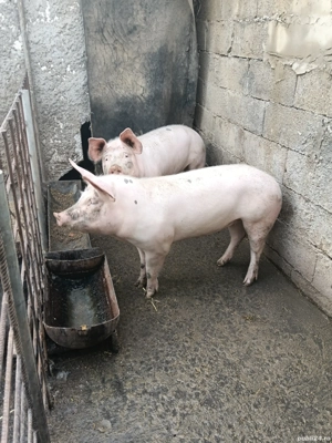 vând porci - imagine 3