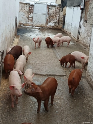 Purcei duroc si landrace - imagine 4
