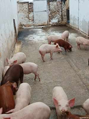 Purcei duroc si landrace - imagine 3