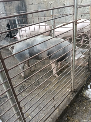 vând porci - imagine 4