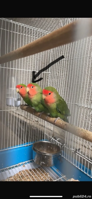 Vand mascul Agapornis - imagine 4