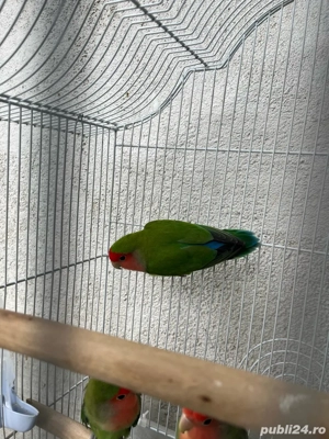 Vand mascul Agapornis - imagine 3