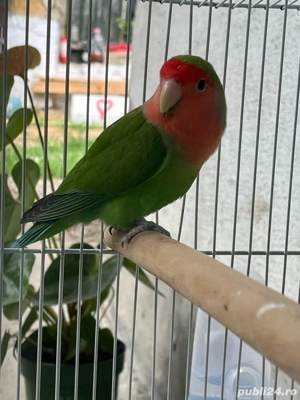 Vand mascul Agapornis - imagine 2