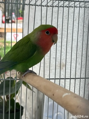 Vand mascul Agapornis