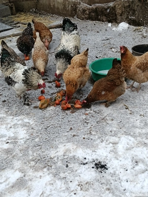 Găini și cocoși de vânzare 