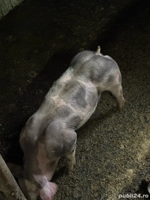 scrofita   - imagine 4