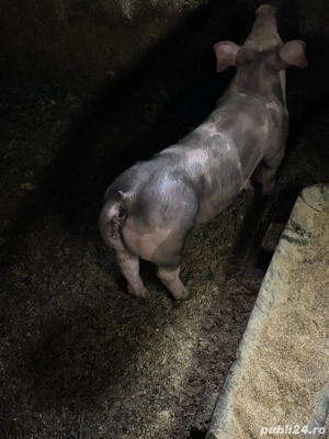 scrofita   - imagine 3