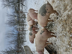 Porci de vânzare, 130-160kg  - imagine 2