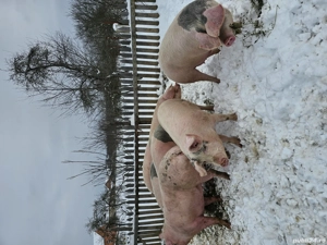 Porci de vânzare, 130-160kg  - imagine 3