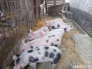 Vanzare purcei - imagine 2
