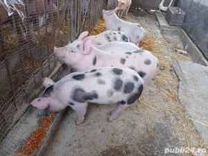Vanzare purcei - imagine 3