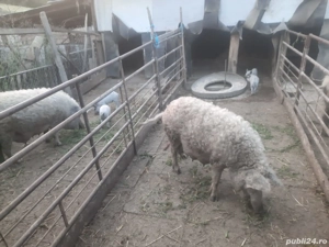 Purcei Mangalița  - imagine 6