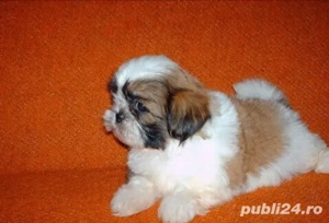Vând căței shtitzu  - imagine 2